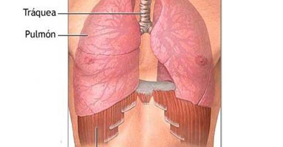 214_articulo171_ideal_respiracion_abdominal0